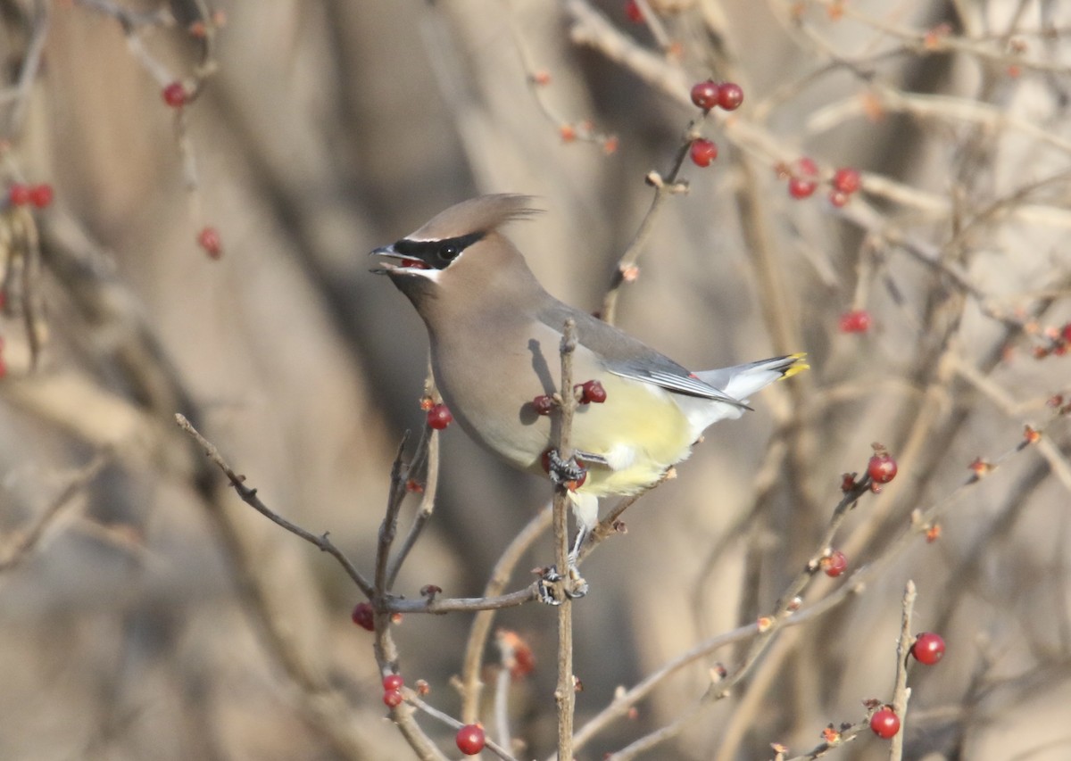 Cedar Waxwing - ML646992503