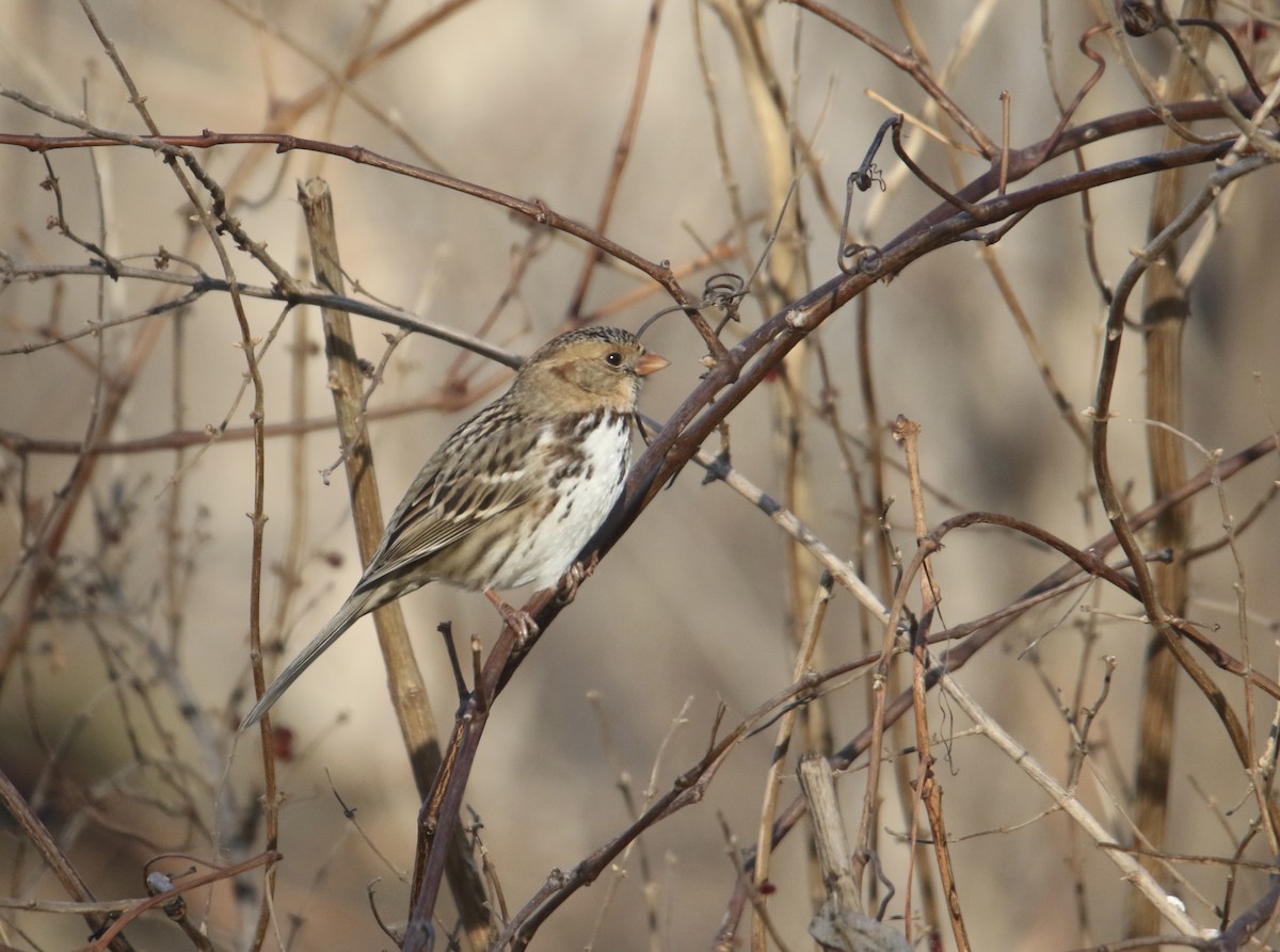 Лесная зонотрихия - ML646992505