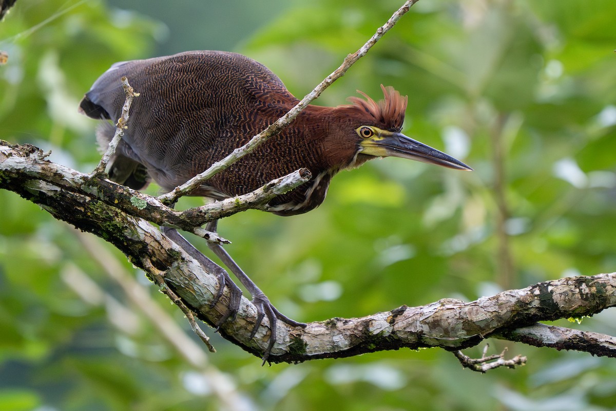 Rufescent Tiger-Heron - ML646992506