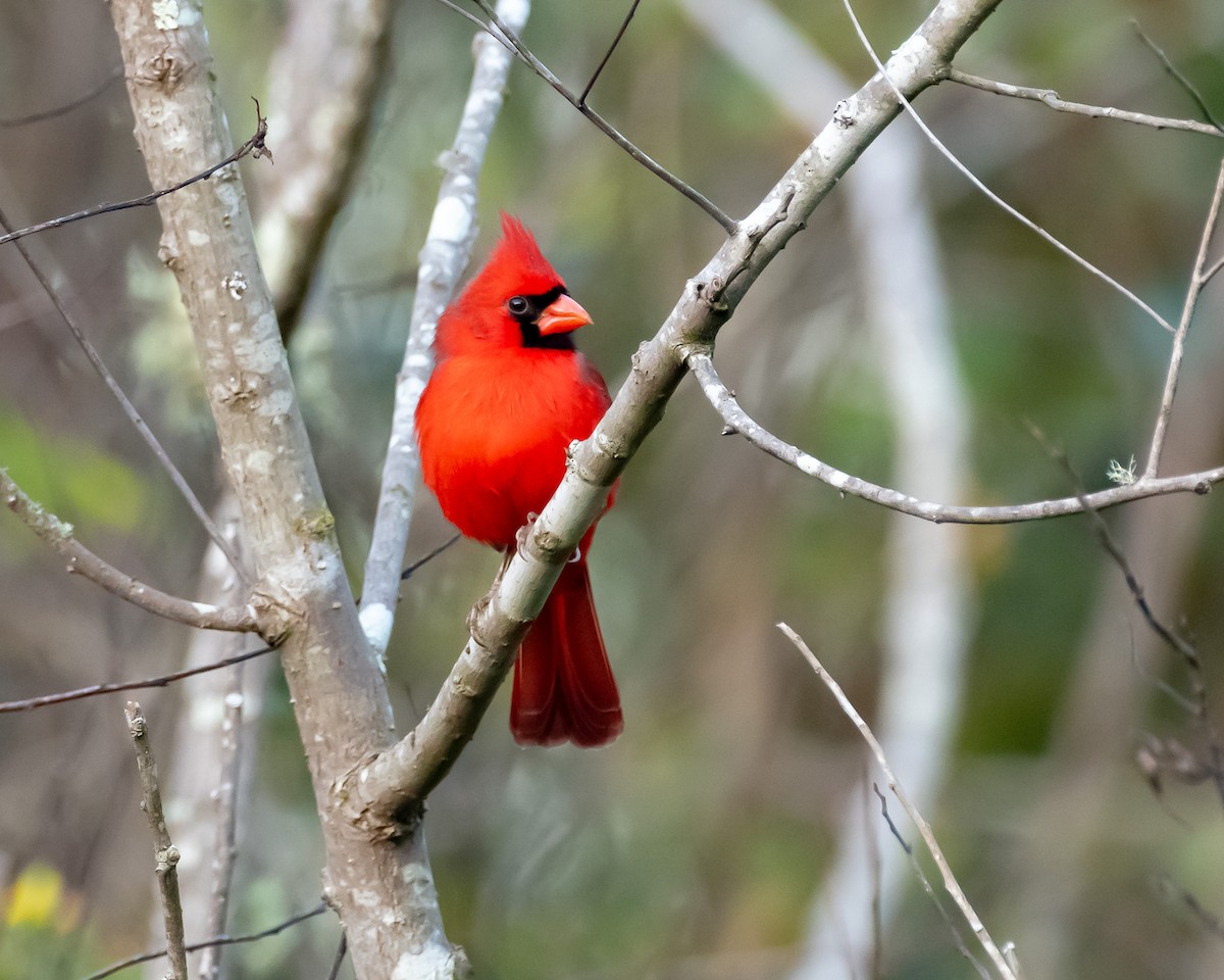 Красный кардинал - ML646992507