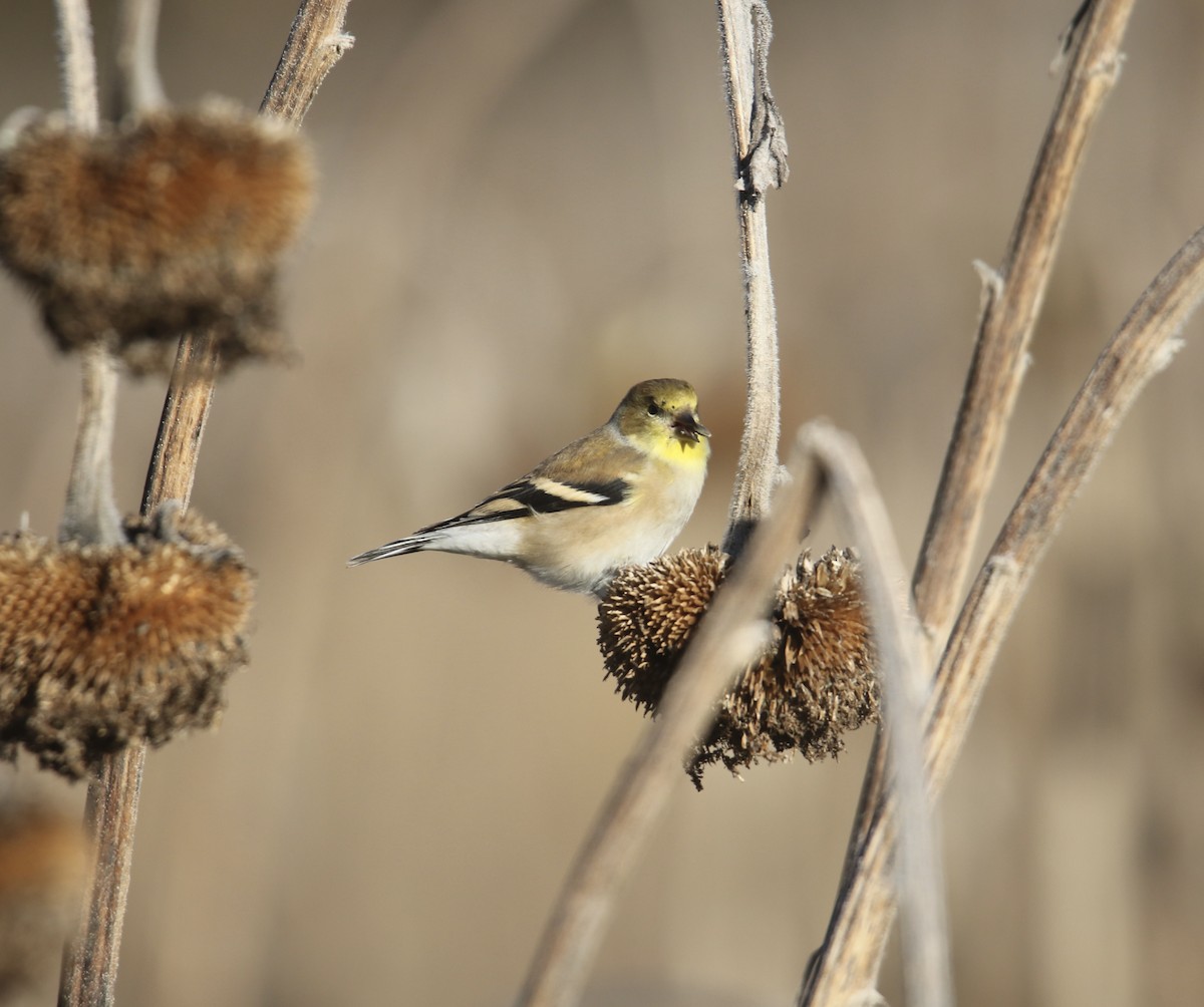 American Goldfinch - ML646992508