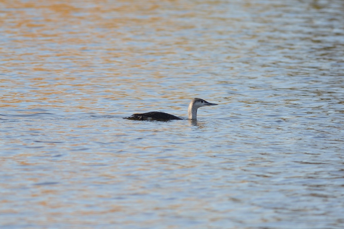 Plongeon catmarin - ML646992509