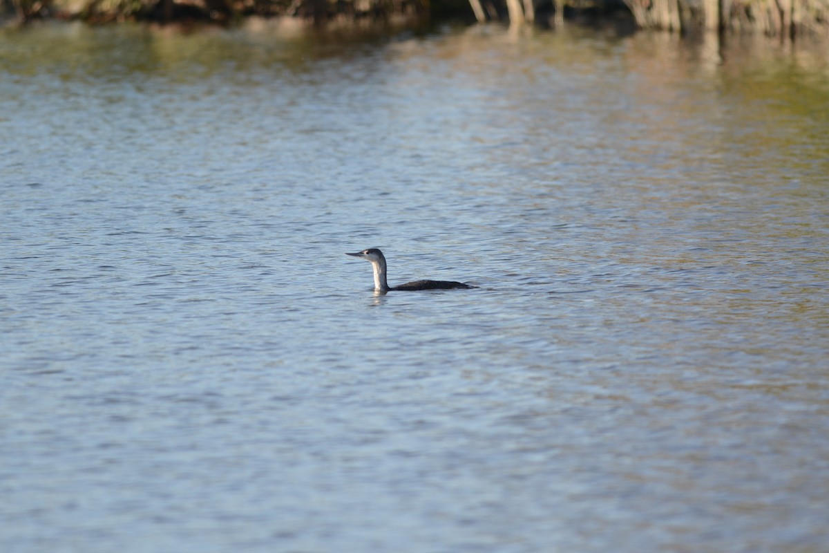 Plongeon catmarin - ML646992510