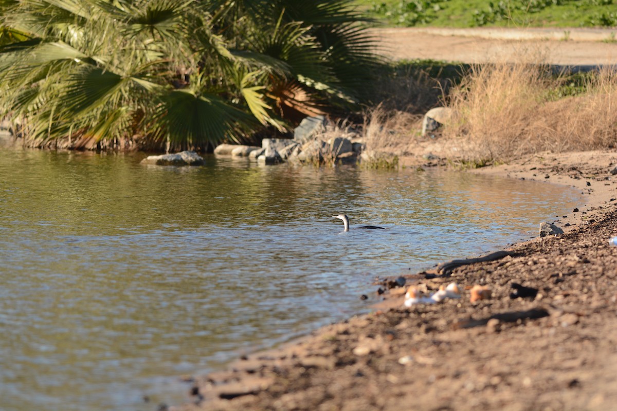 Plongeon catmarin - ML646992511