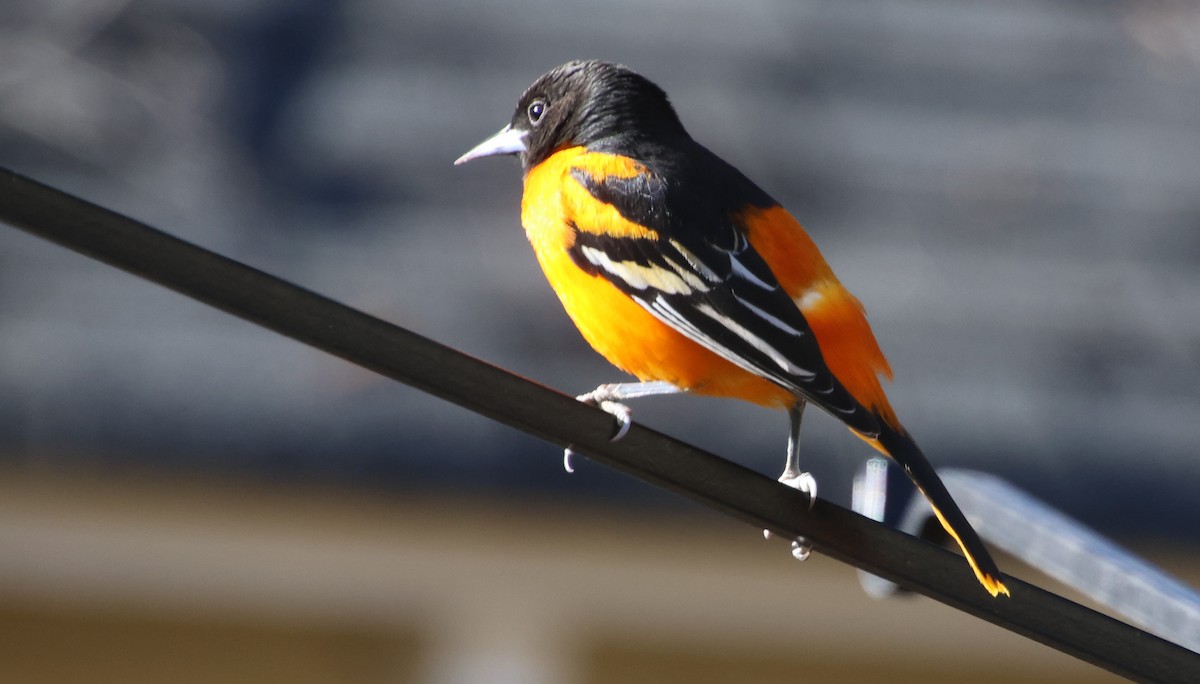 Baltimor Turpiyalı - ML646992512