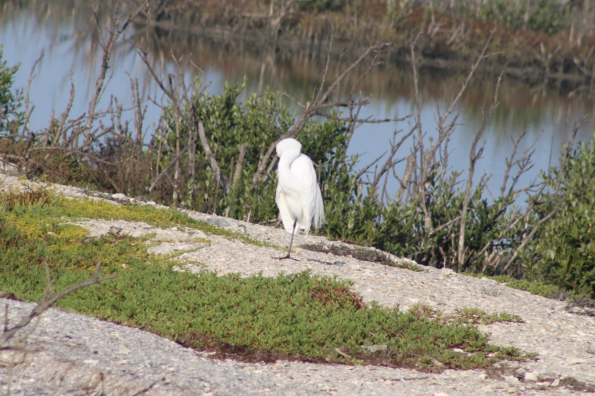 Чапля велика - ML646992513