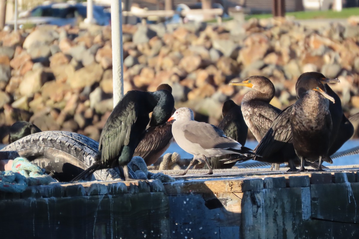 Double-crested Cormorant - ML646992514