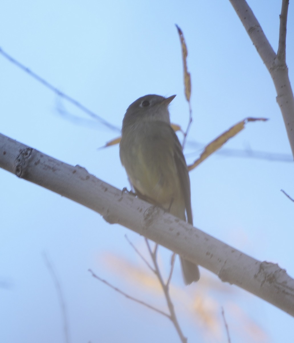 Hammond's Flycatcher - ML646992515