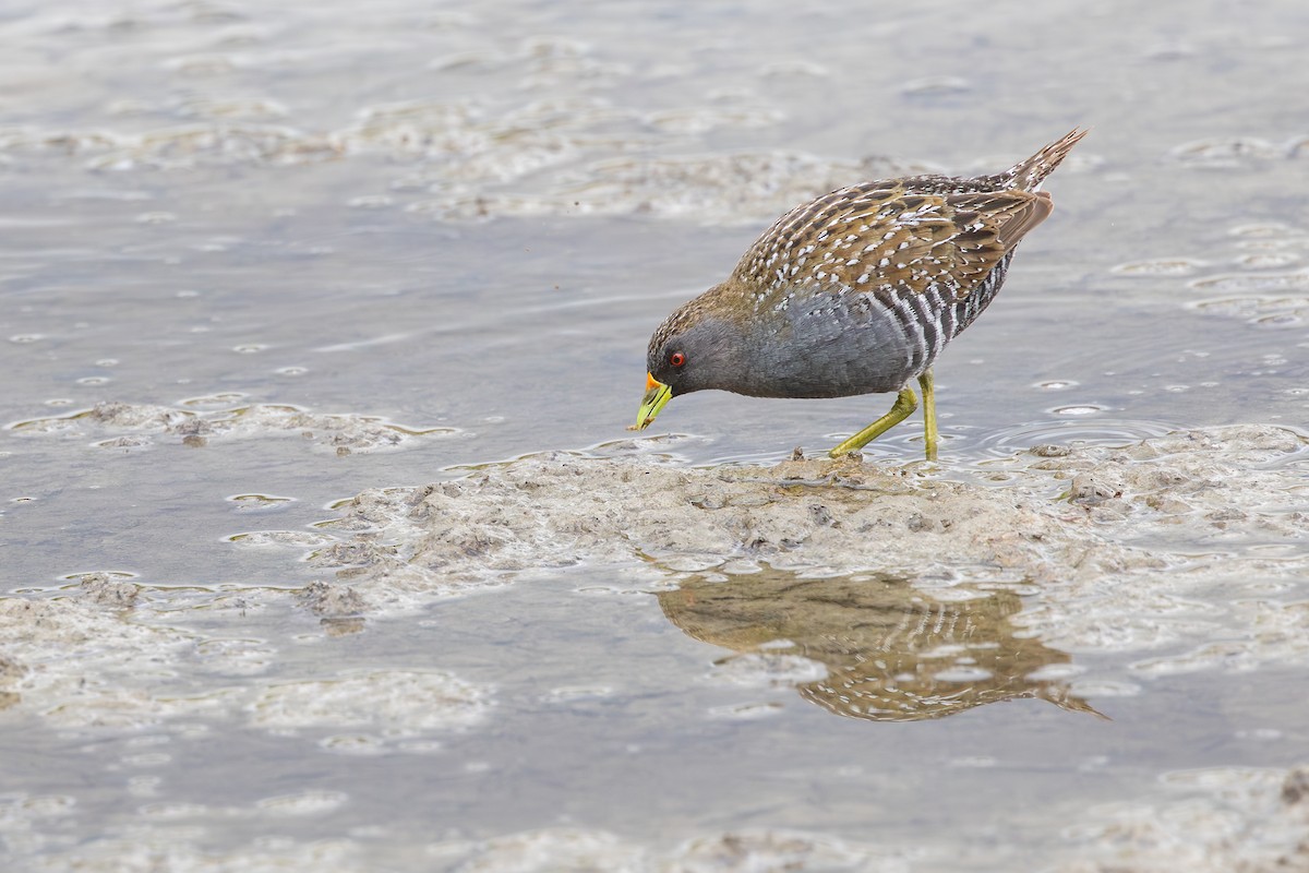 sivrikse - ML646992516