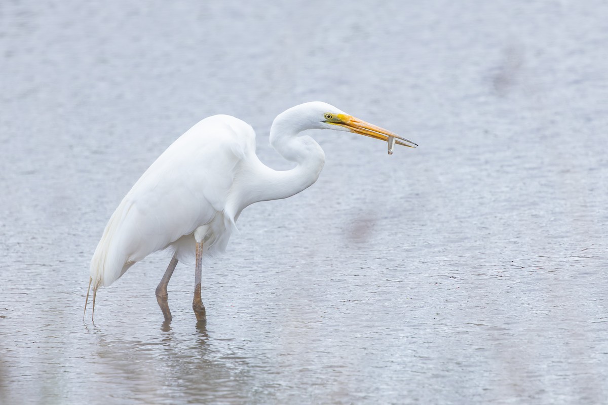 egretthegre - ML646992517