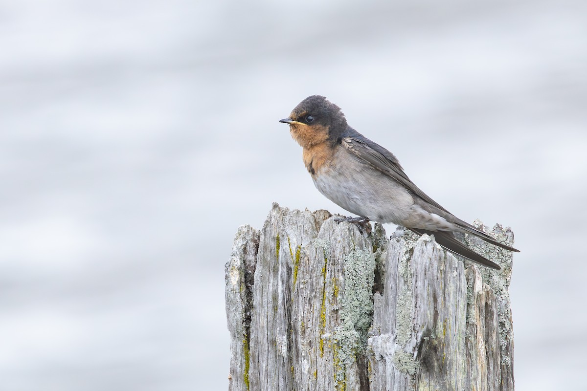 pionérsvale - ML646992520