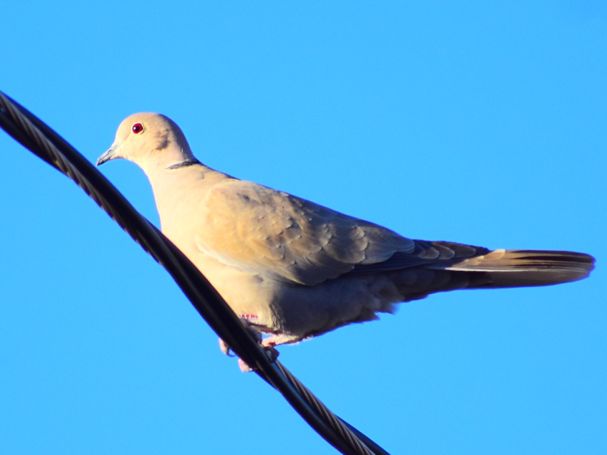 Eurasian Collared-Dove - ML646992536