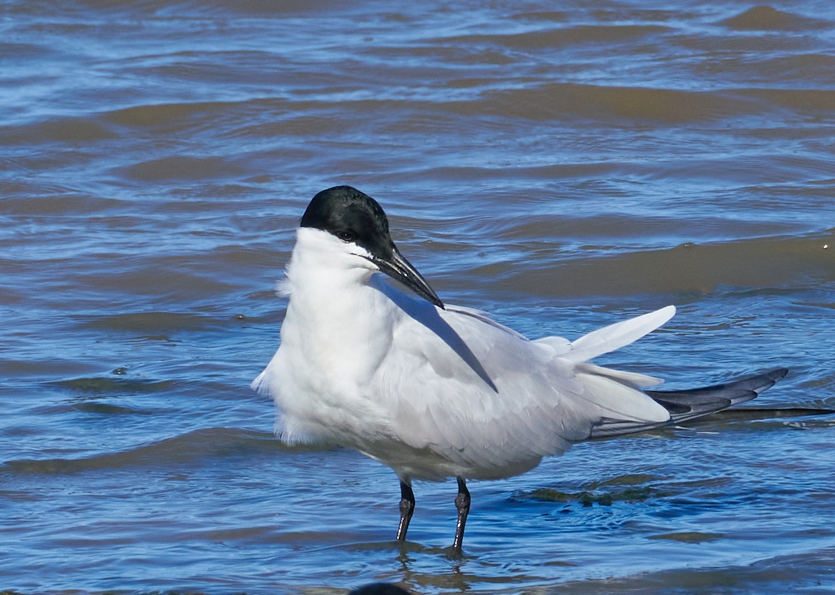 Pagaza Australiana - ML646992539