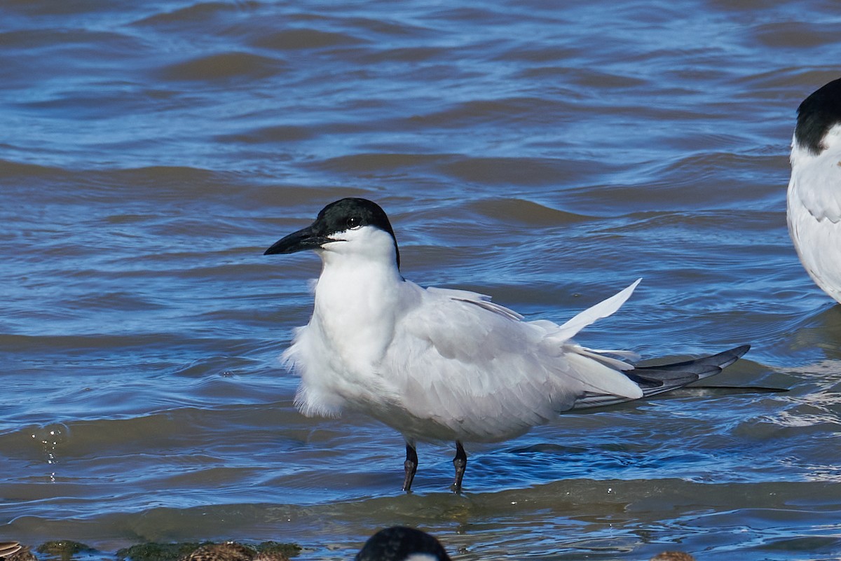 Pagaza Australiana - ML646992545