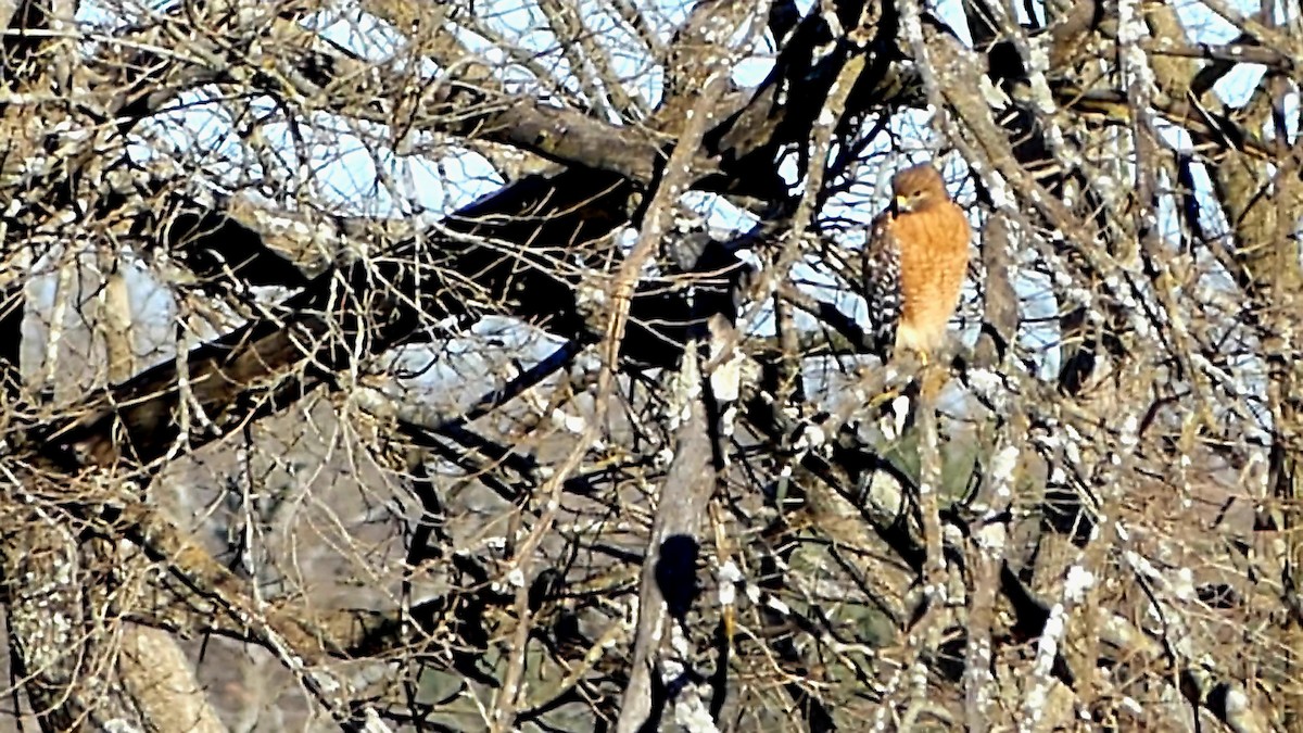 rødvingevåk - ML646992549