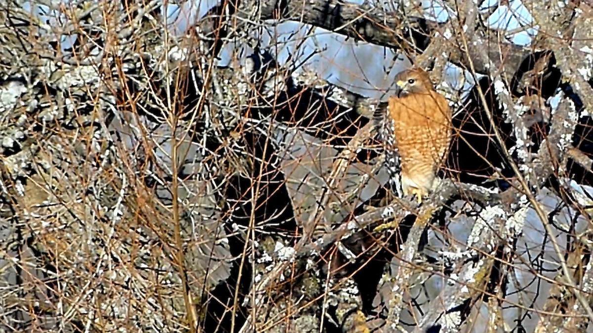 rødvingevåk - ML646992550