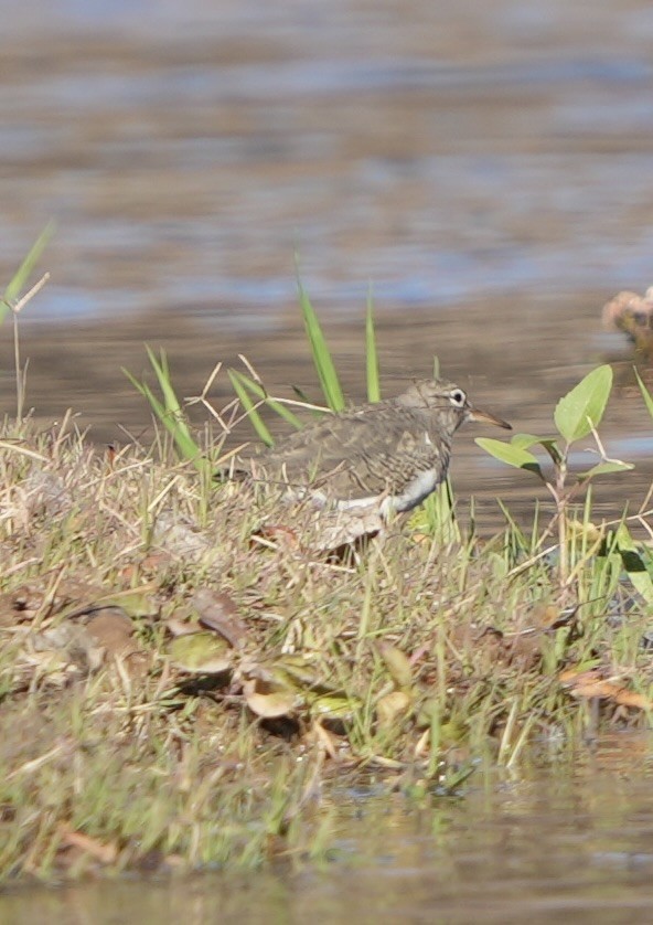 アメリカイソシギ - ML646992555