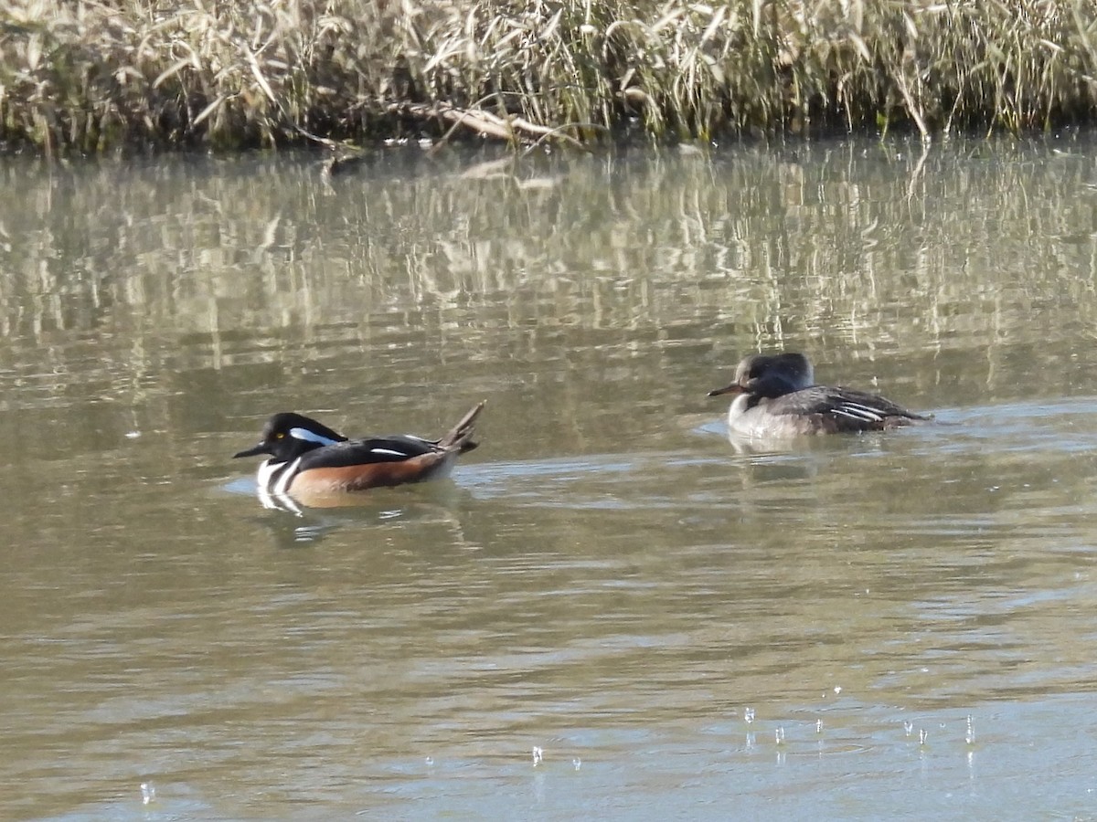 Serreta Capuchona - ML646992556