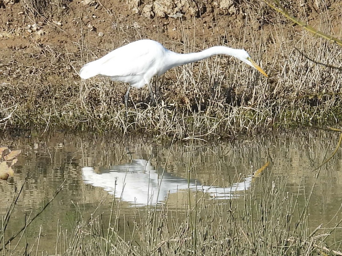 Garceta Grande - ML646992558