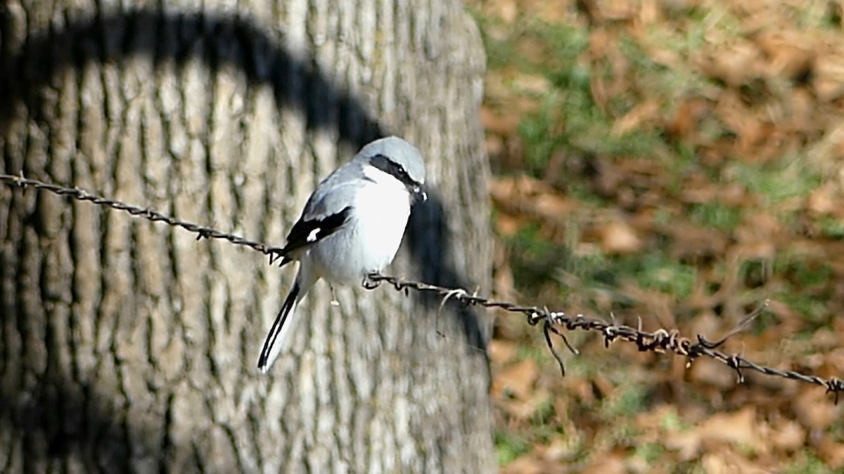 amerikavarsler - ML646992562