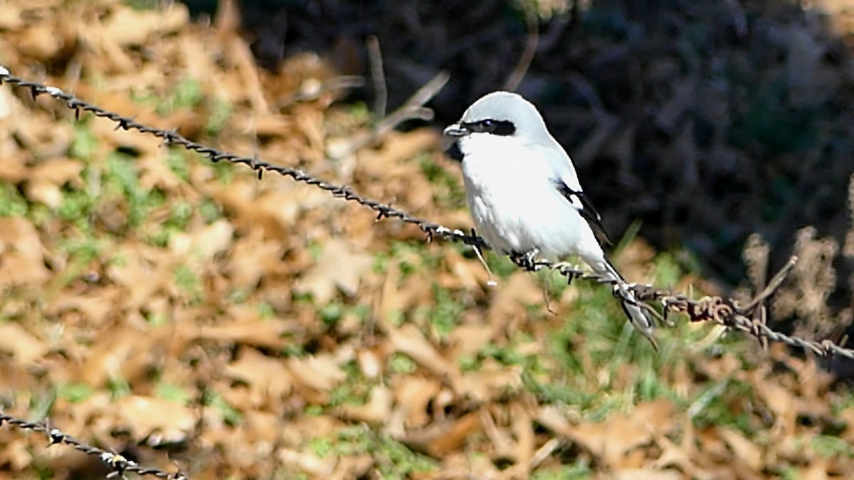 amerikavarsler - ML646992563