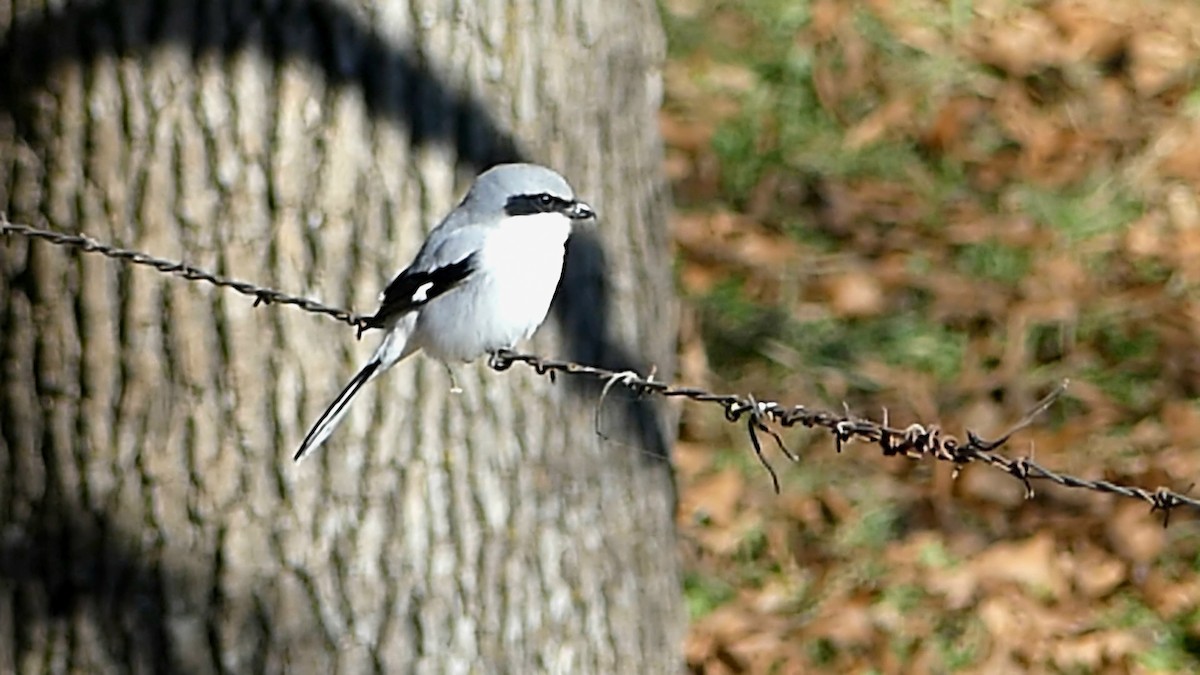 amerikavarsler - ML646992565