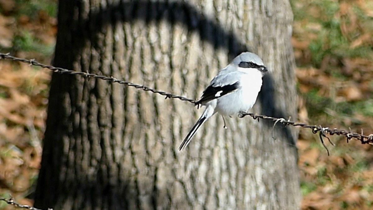 amerikavarsler - ML646992566