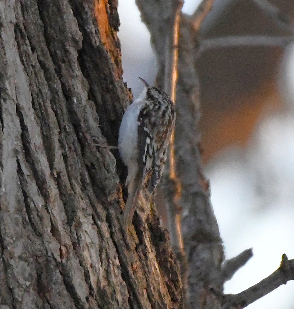 Американская пищуха - ML646992587