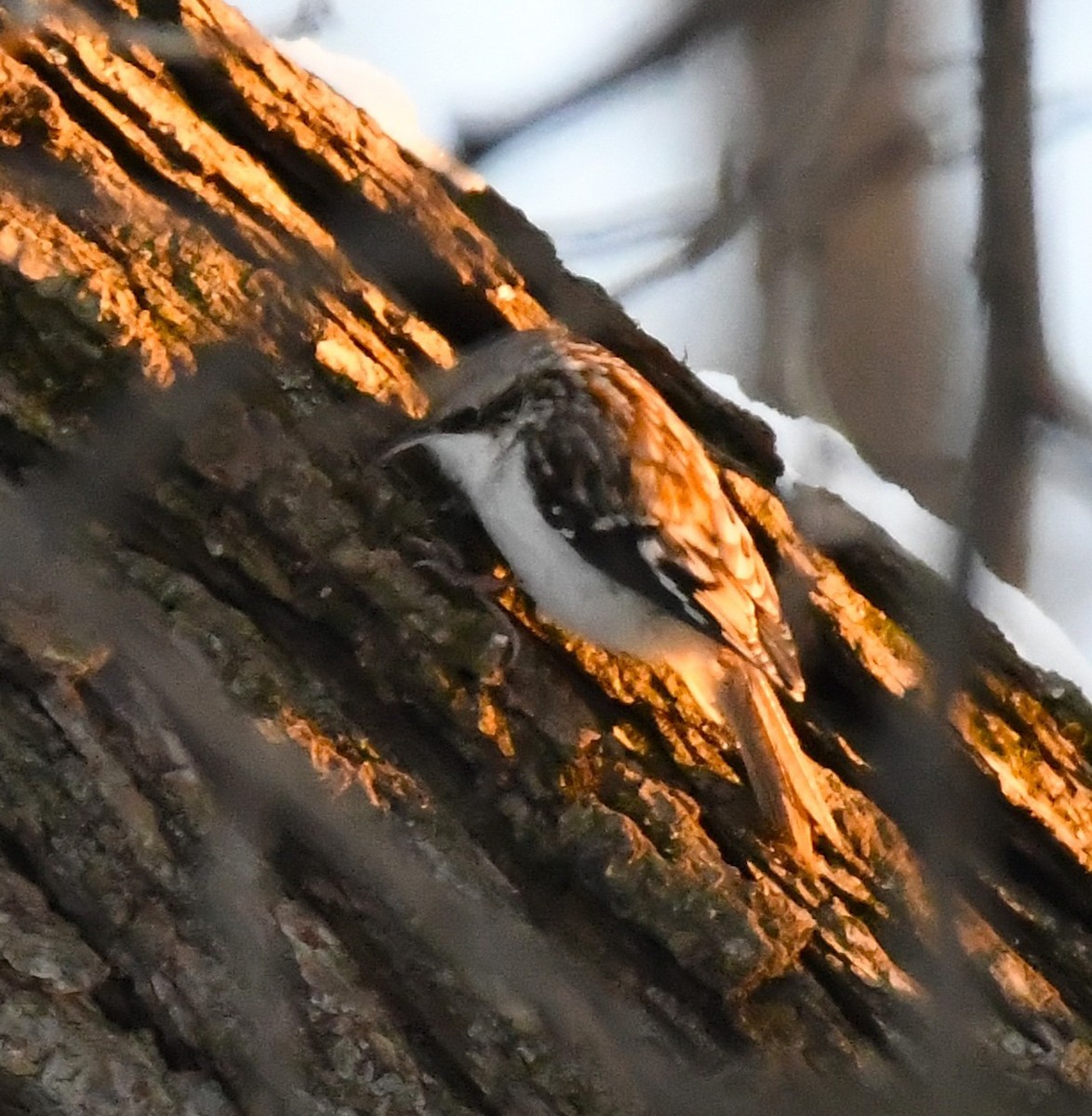 Американская пищуха - ML646992588