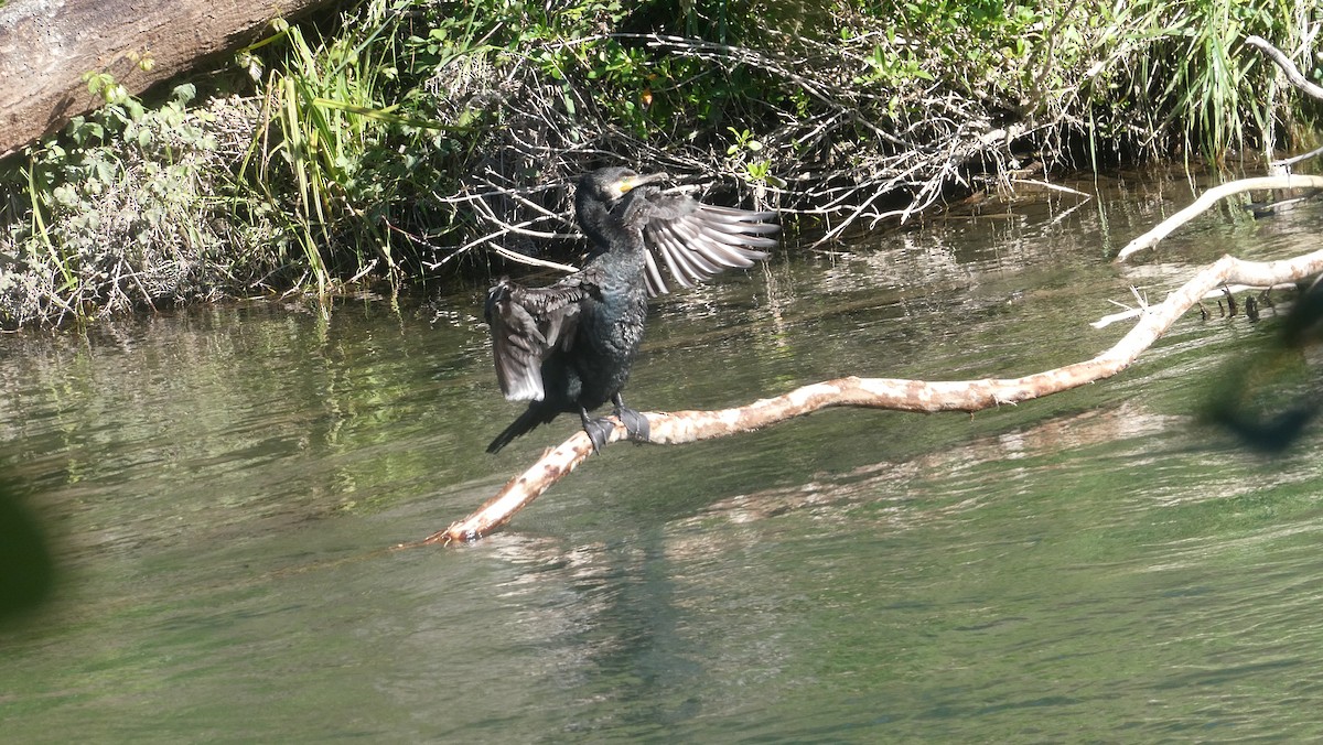 Great Cormorant - ML646992590