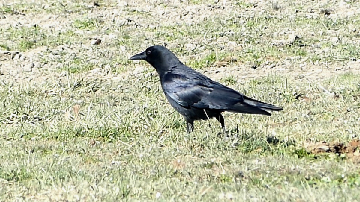 amerikakråke - ML646992593