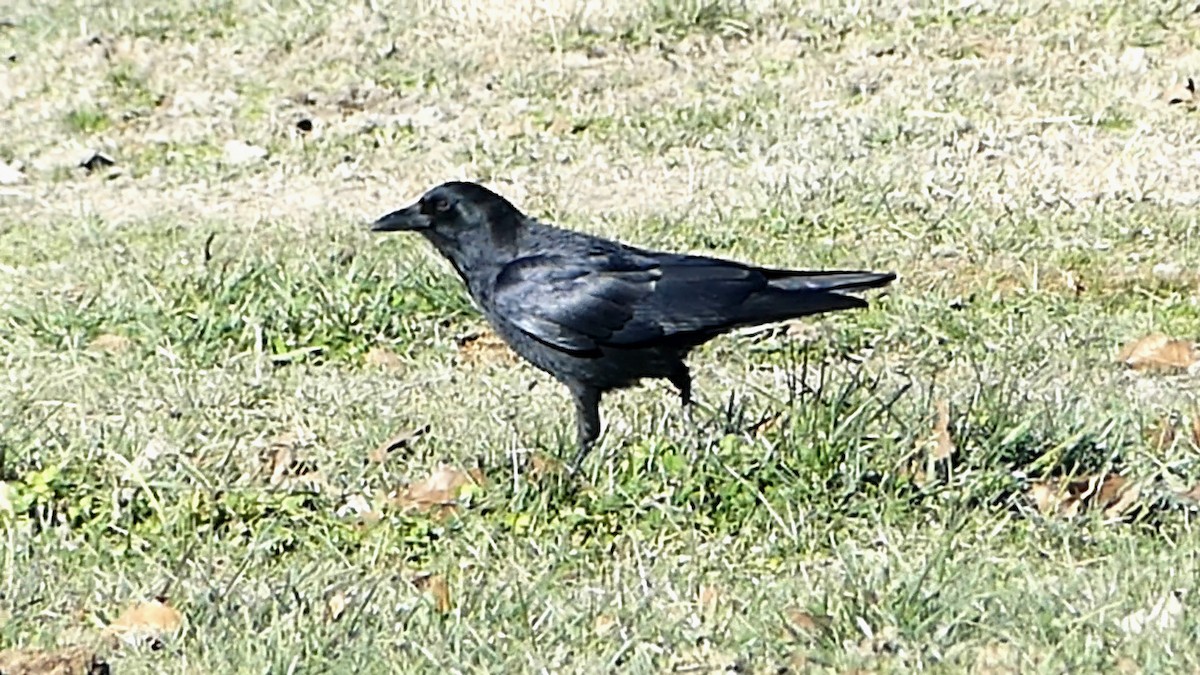 amerikakråke - ML646992594