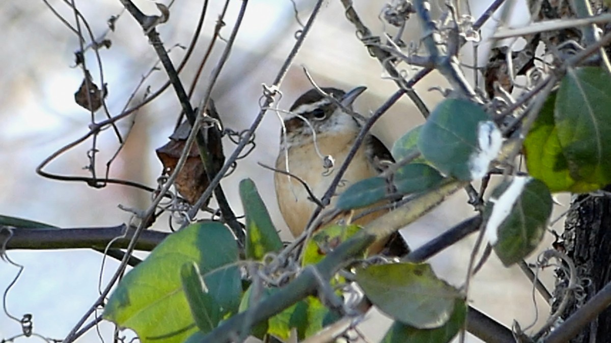 karolinasmett - ML646992598