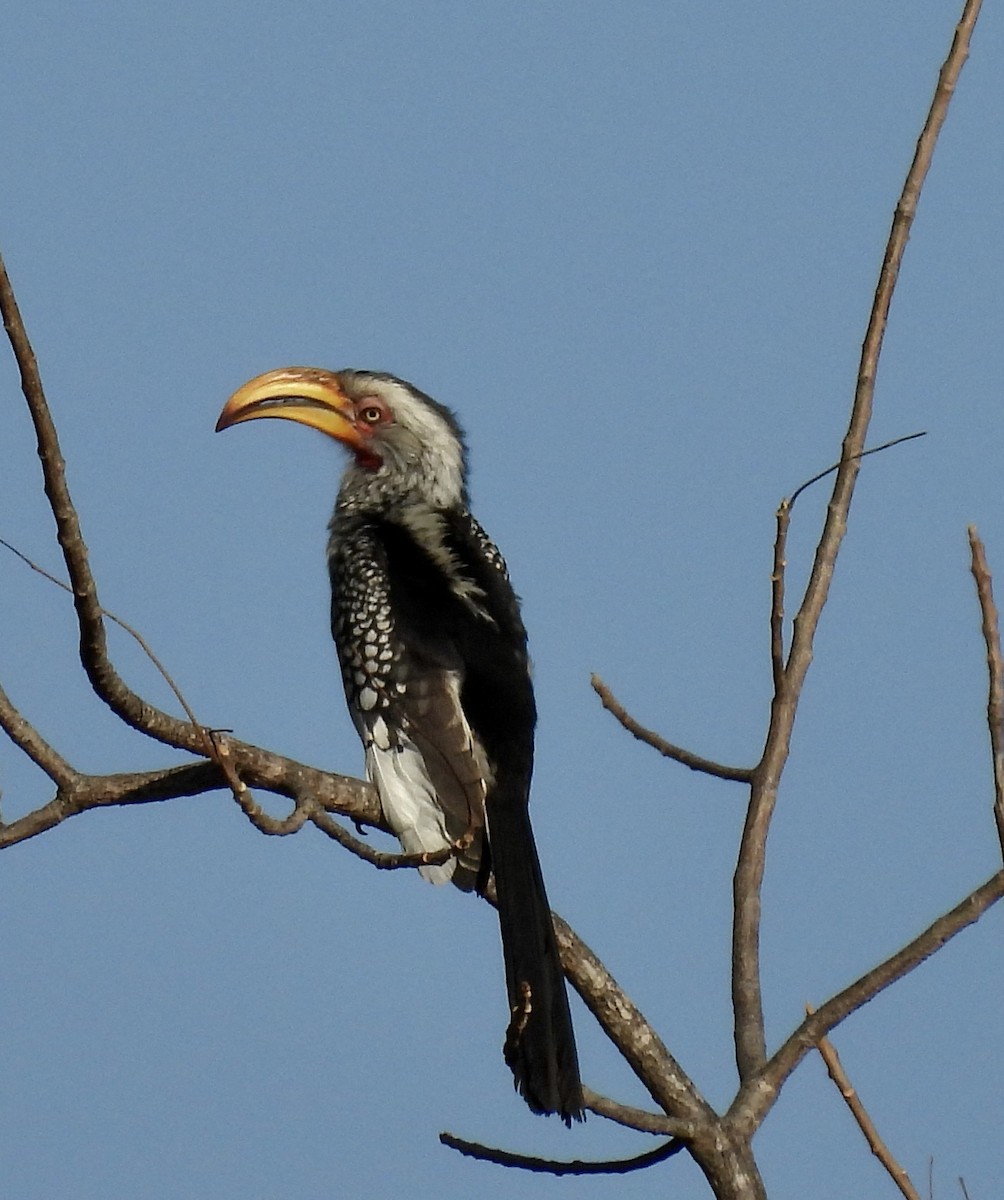 Southern Yellow-billed Hornbill - ML646992599