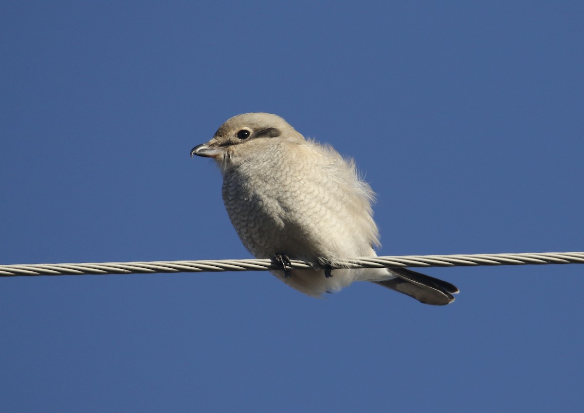 Northern Shrike - ML646992600