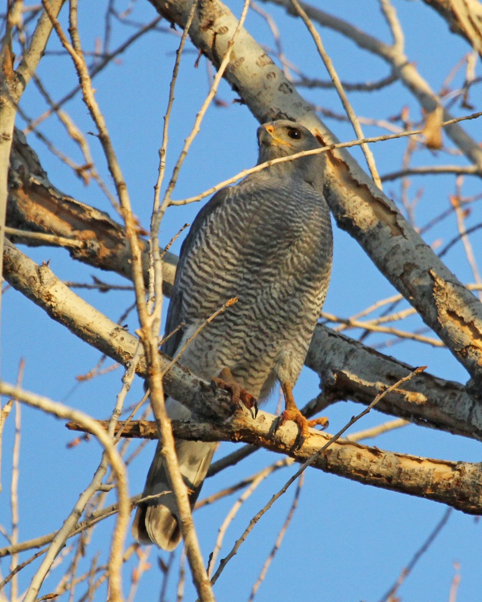 Gray Hawk - ML646992606