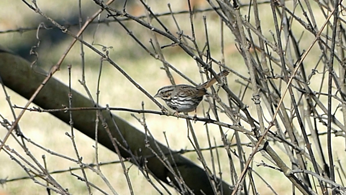 sangspurv - ML646992607