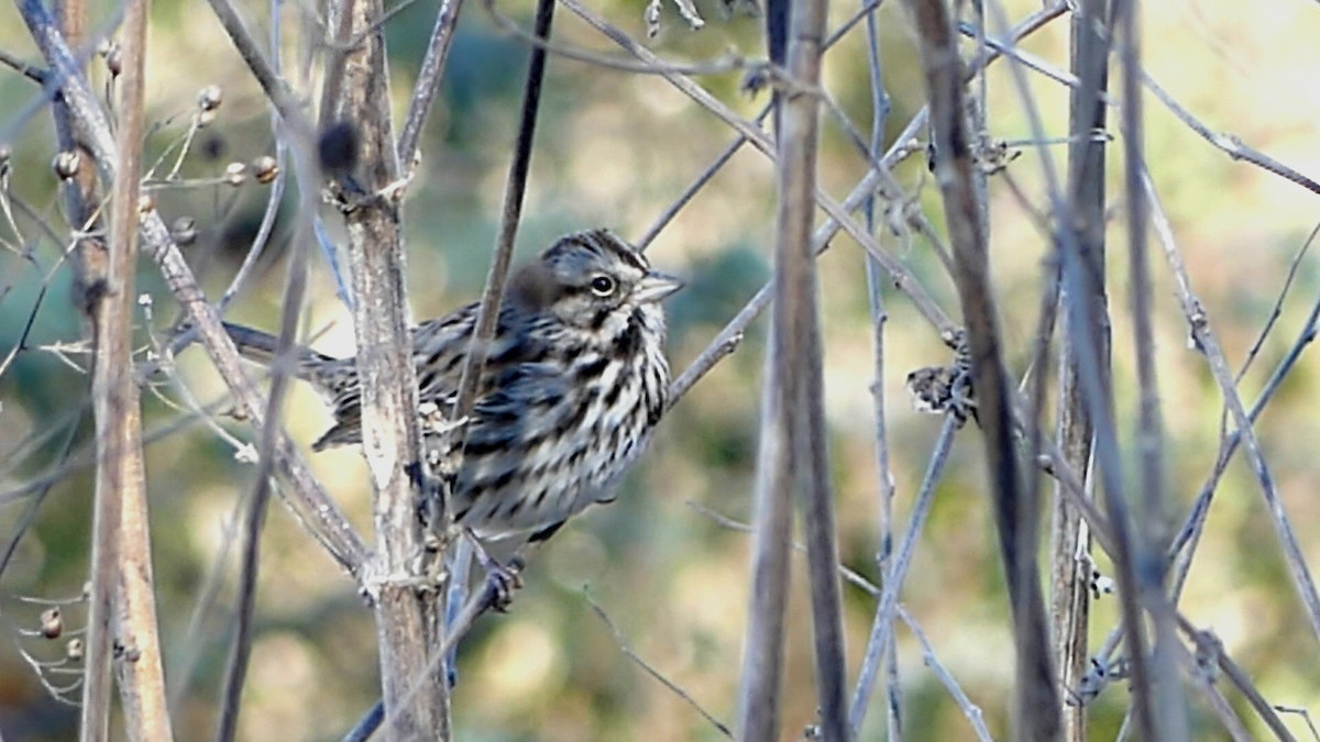 sangspurv - ML646992608