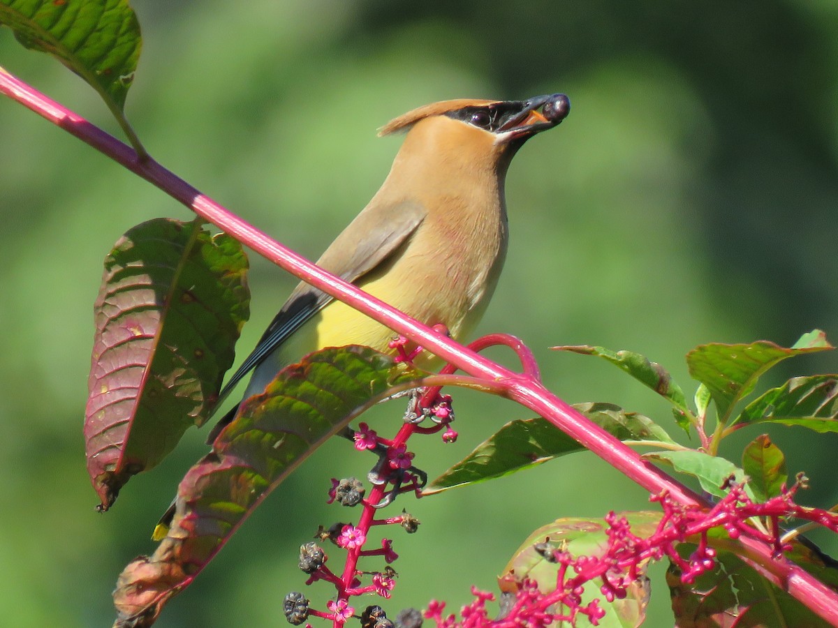Cedar Waxwing - ML64699261