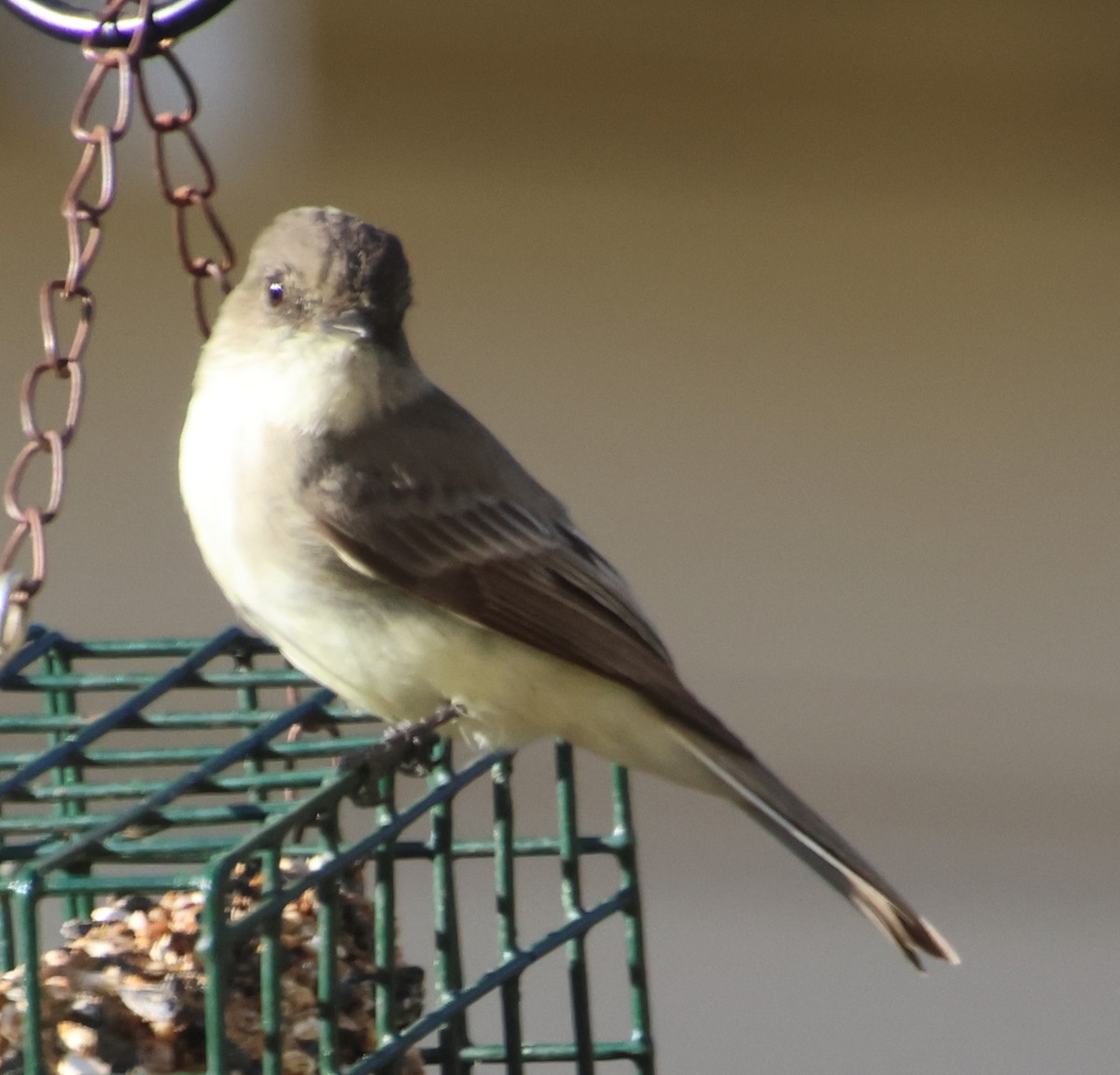 Ak Karınlı Fibi - ML646992610