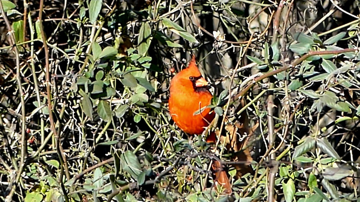 rødkardinal - ML646992611