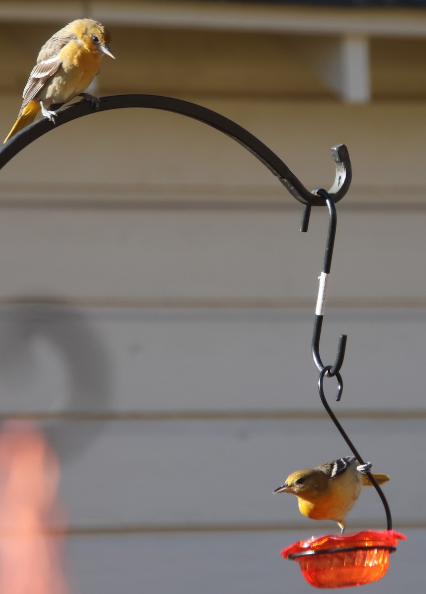 Baltimor Turpiyalı - ML646992615