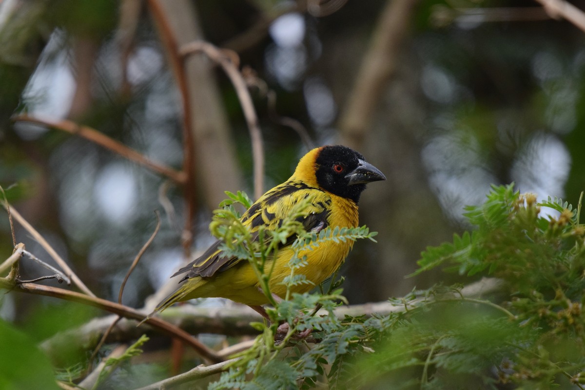 Dorfweber - ML646992617