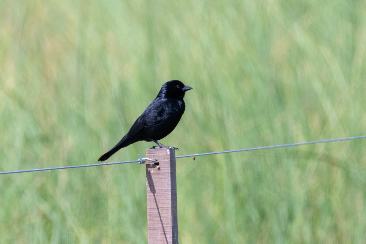 Rotachsel-Kuhstärling - ML646992618