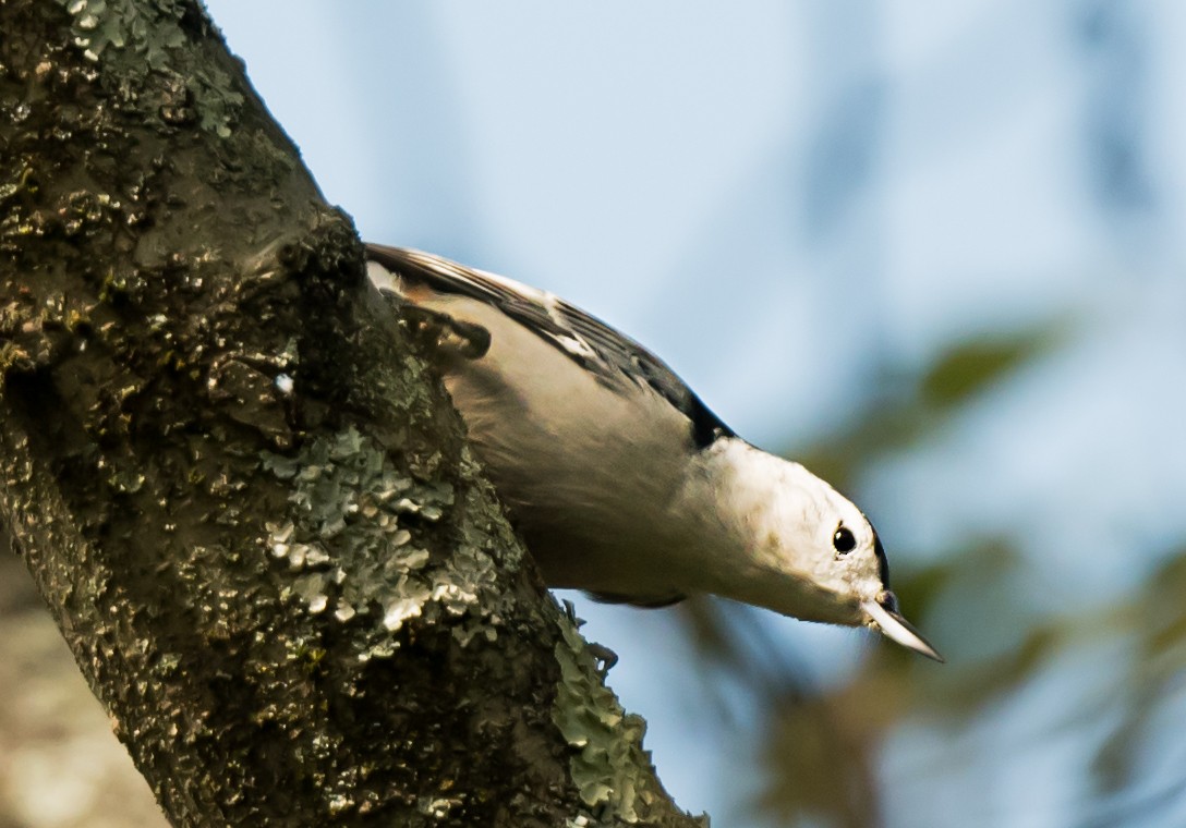 Sittelle à poitrine blanche - ML646992620
