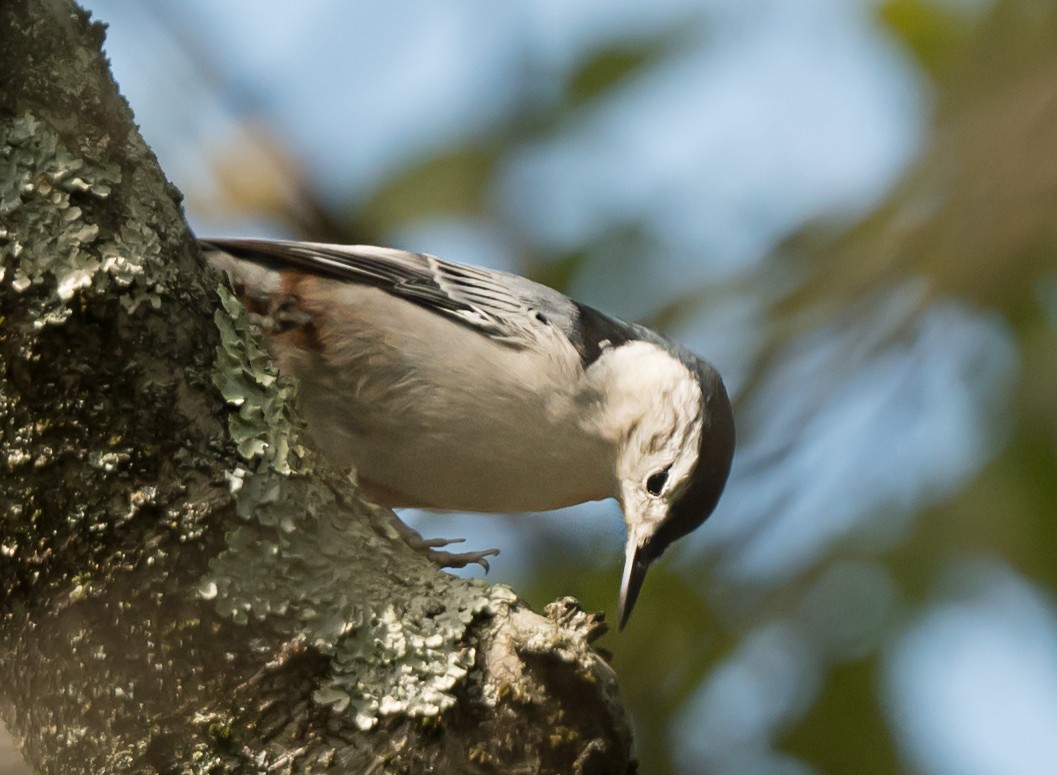 Sittelle à poitrine blanche - ML646992621