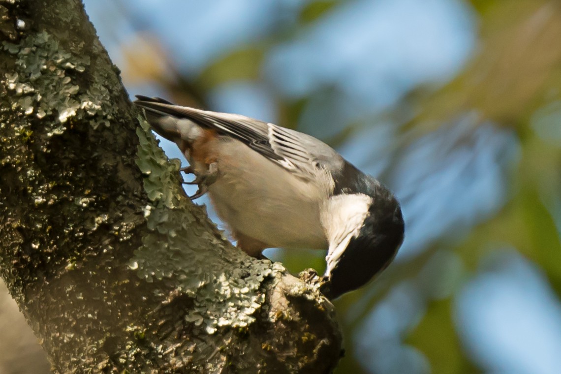 White-breasted Nuthatch - ML646992623