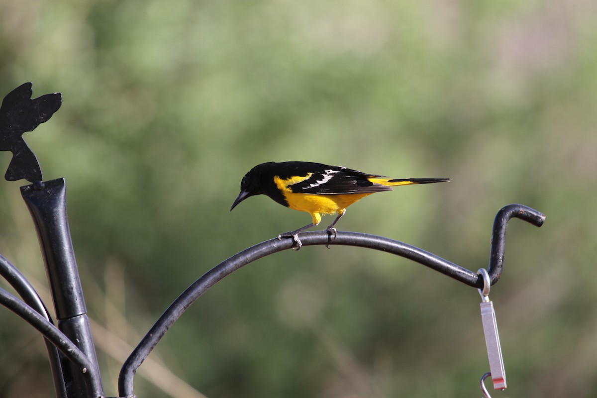 yuccatrupial - ML646992629