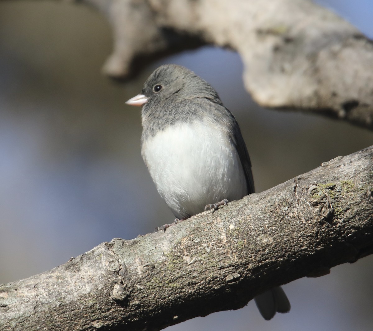 Dark-eyed Junco - ML646992633