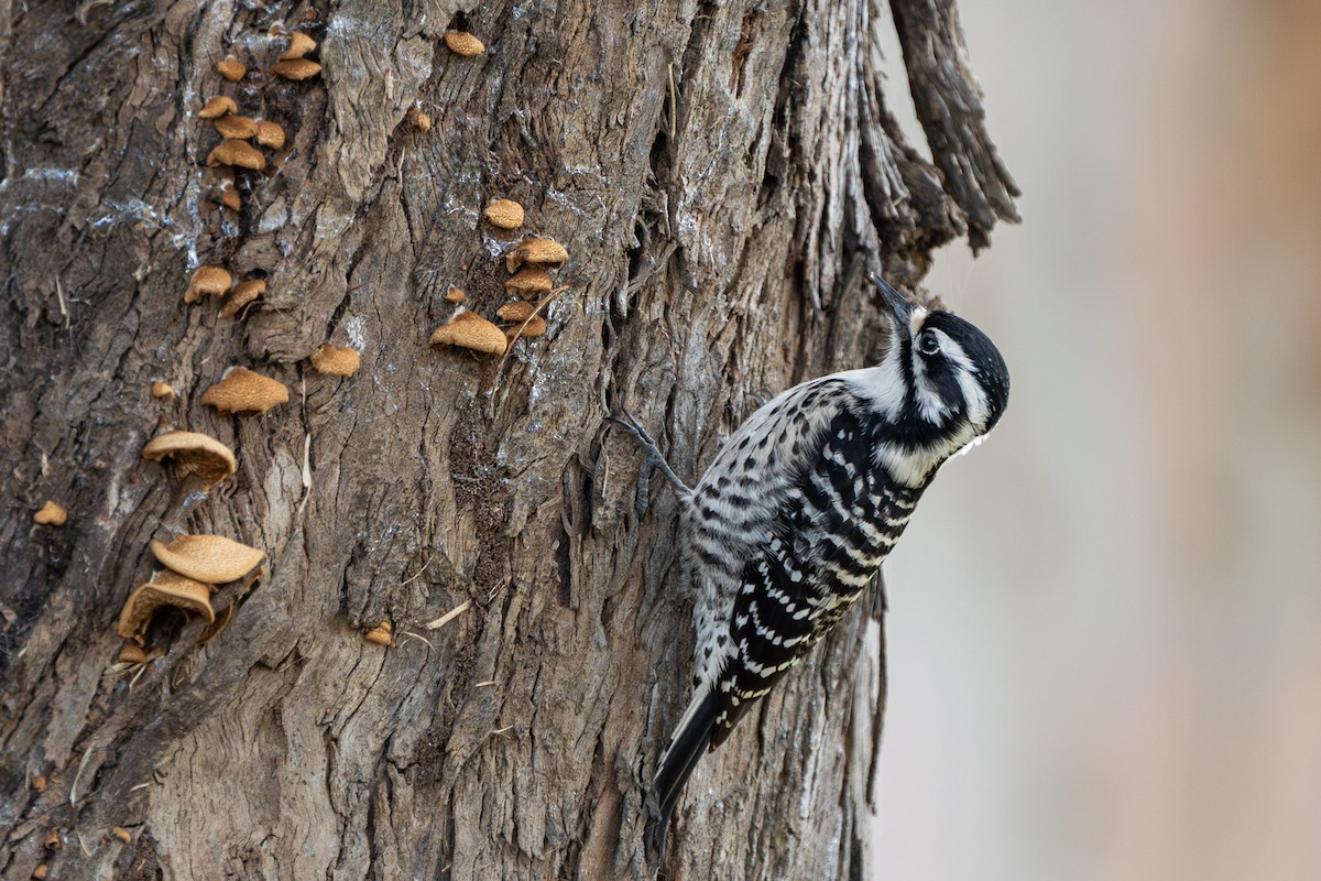 Nuttall's Woodpecker - ML646992634